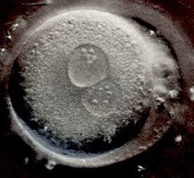 Stages of Embryo Development During In-Vitro Fertilization (IVF)