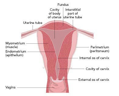 Normal Female Reproductive Tract